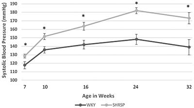 Characterizing the Neuroimaging and Histopathological Correlates of Cerebral Small Vessel Disease in Spontaneously Hypertensive Stroke-Prone Rats